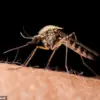 Why Some People Attract More Mosquitoes: Study Links Drink, Sleep, and Skincare to Mosquito Preference
